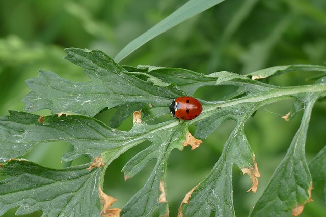 ladybug for natural solution