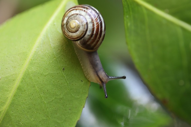 snail