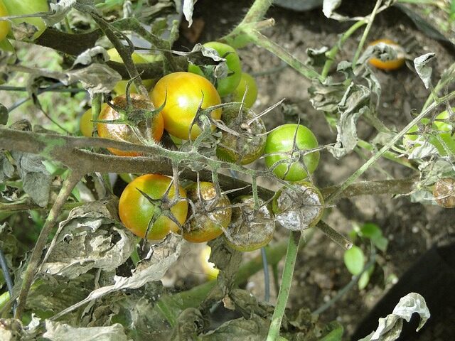 blight on tomato plant