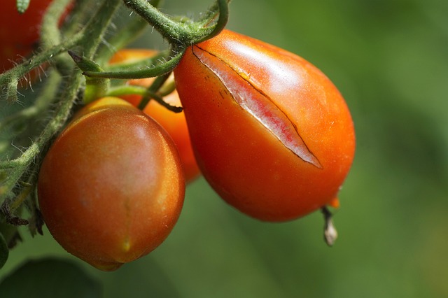 Cracked tomatoes