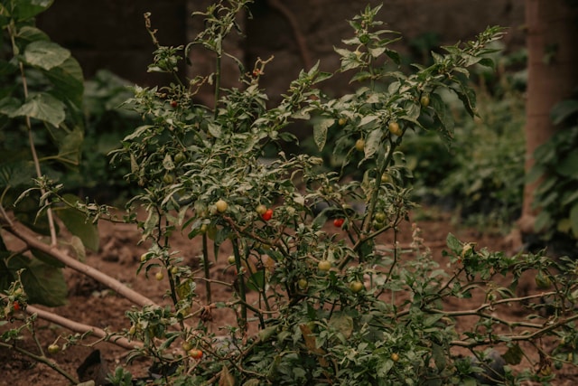 tomato plant