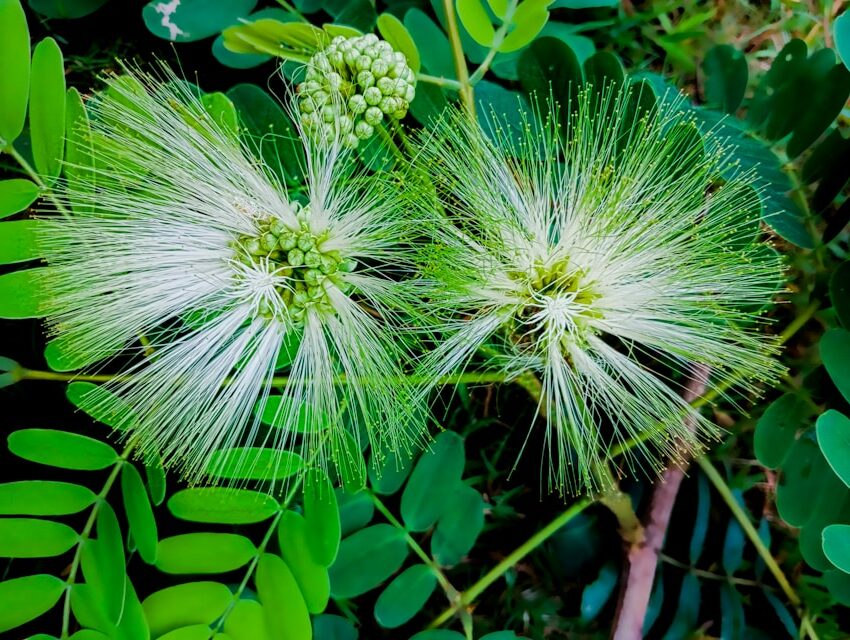 albizia lebbeck