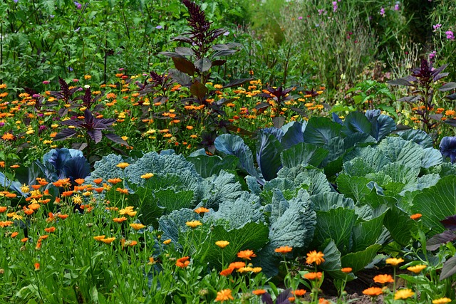 companion gardening