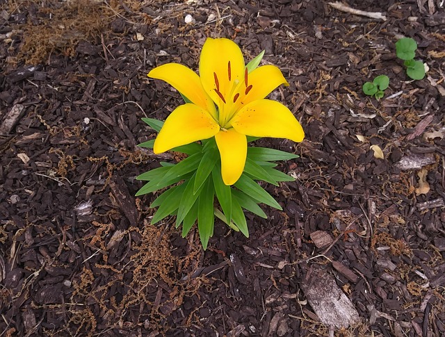 yellow flower