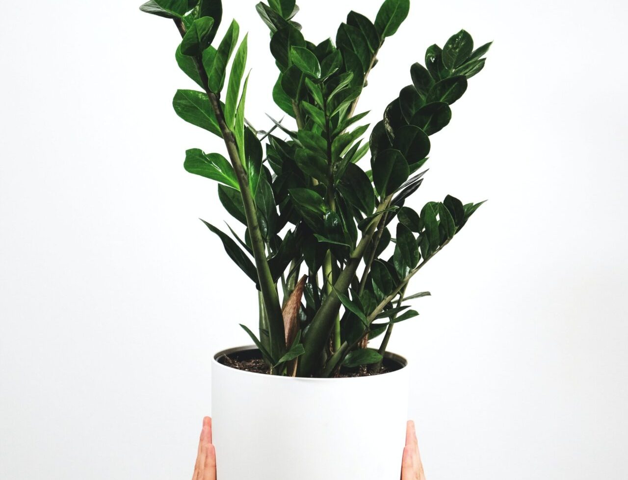 Zz plant Zz plant in a pot