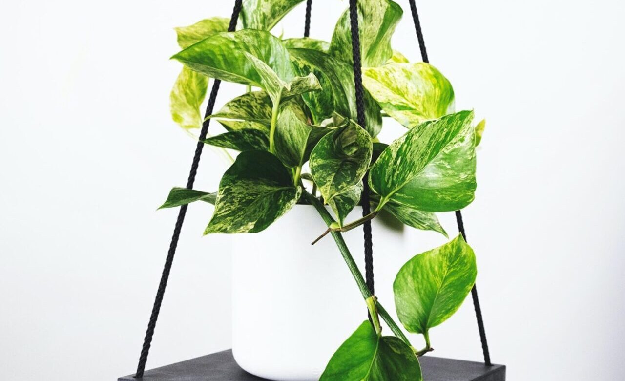 ‘Devil’s Ivy (Epipremnum aureum) ‘Devil’s Ivy (Epipremnum aureum)