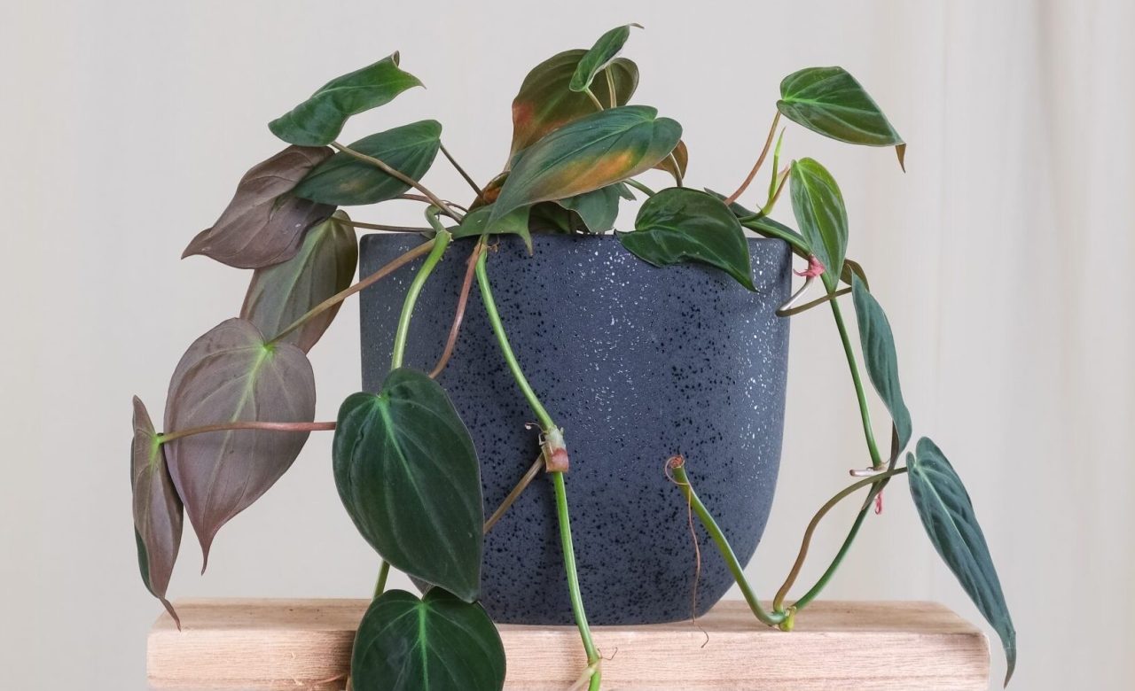 Philodendron Micans Philodendron Micans