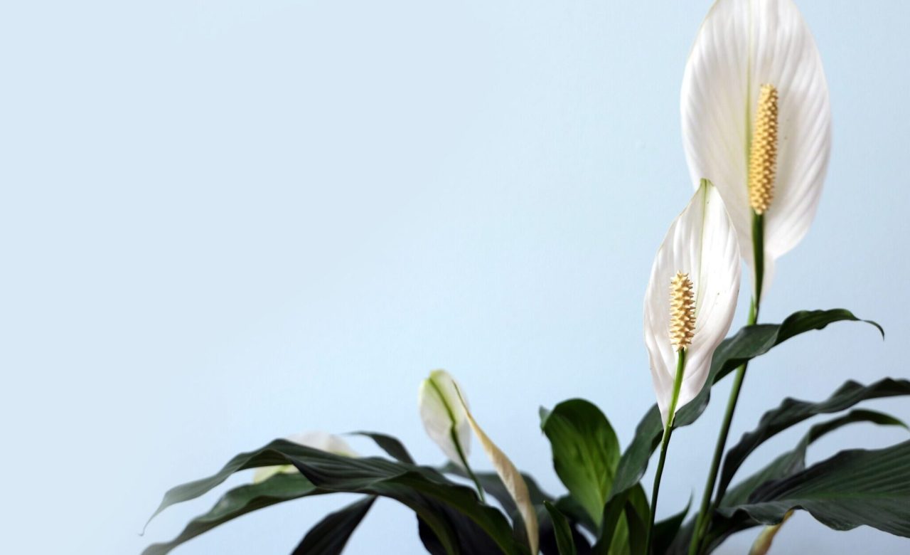 Peace lily Peace lily