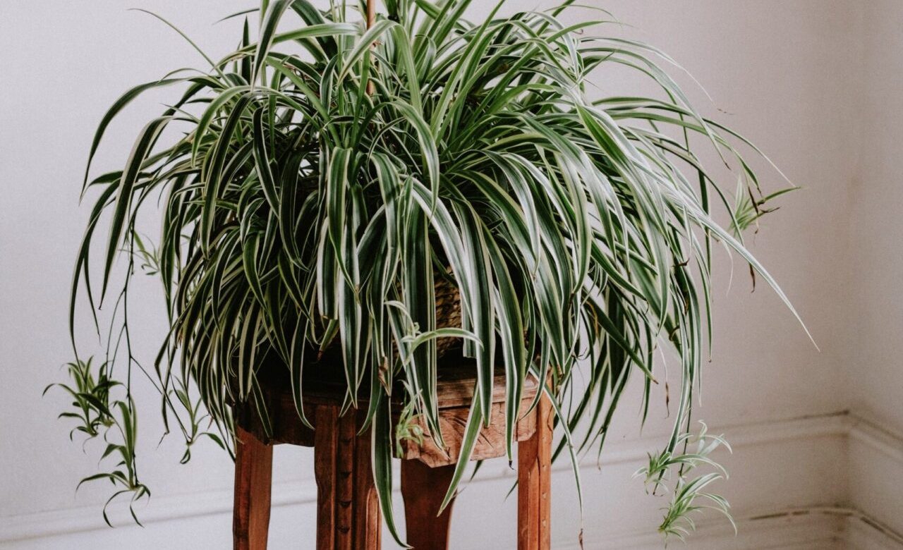 Spider Plant (Chlorophytum comosum) Spider Plant (Chlorophytum comosum)