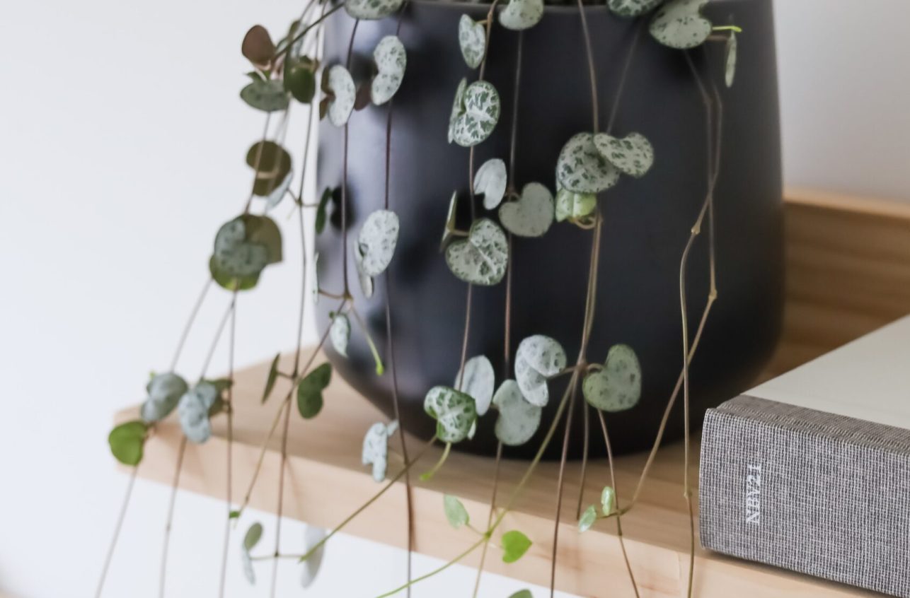 String of Hearts (Ceropegia woodii) string of hearts in a pot